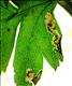 0099 (4.03) Stigmella hybnerella